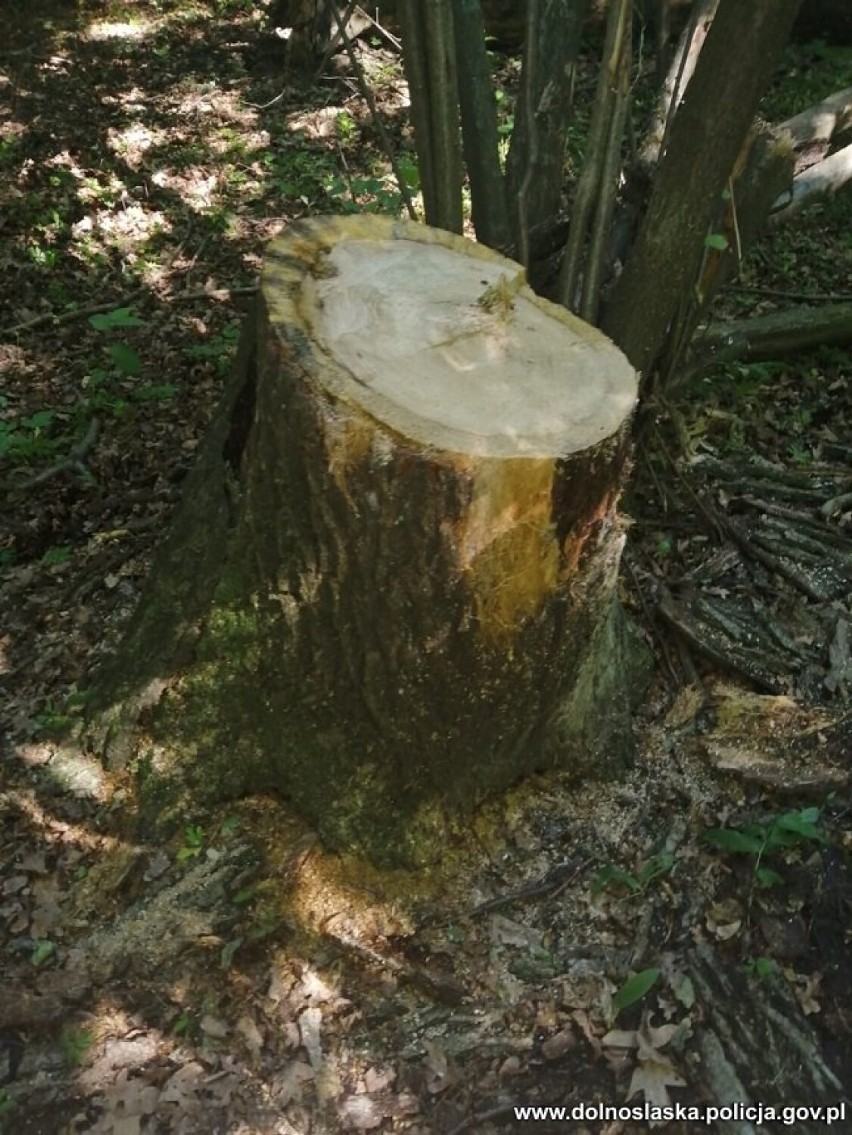 Kradli drzewo z lasu, bo potrzebowali desek na taras
