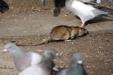 Nowy Sącz: władze miasta walczą z plagą szczurów