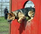 Biała Podlaska: Talbet - policyjny pies, wytropił podpalacza