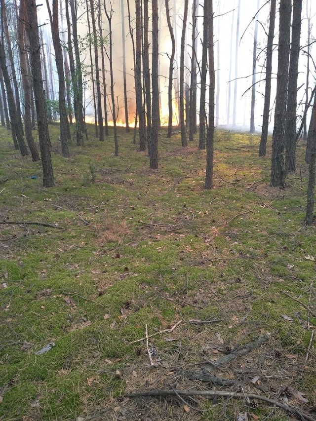 Najwyższe zagrożenie pożarowe w lasach. W sobotę było 37 pożarów