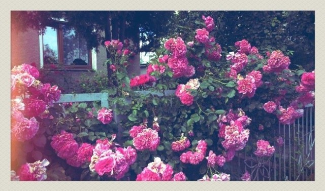Europejska Stolica Kultury: te róże zdobią ogród przy ul. Milickiej i stały się inspiracją dla Magdaleny Krzanowskiej