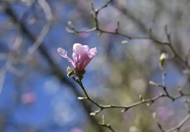 Piękna wiosna zawitała do Arboretum w Bolestraszycach koło Przemyśla.