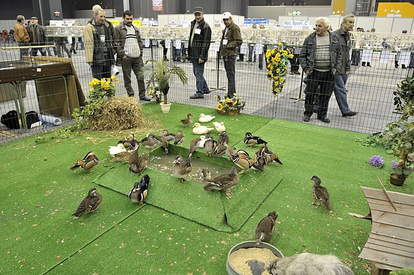 Gołębie 2012: Wystawa w AmberExpo. Święto pięknych gołębi i hodowców w Gdańsku [ZDJĘCIA]