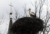 Legnica: Przyleciały bociany(ZDJĘCIA)