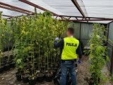 Wejherowscy policjanci zlikwidowali plantację marihuany