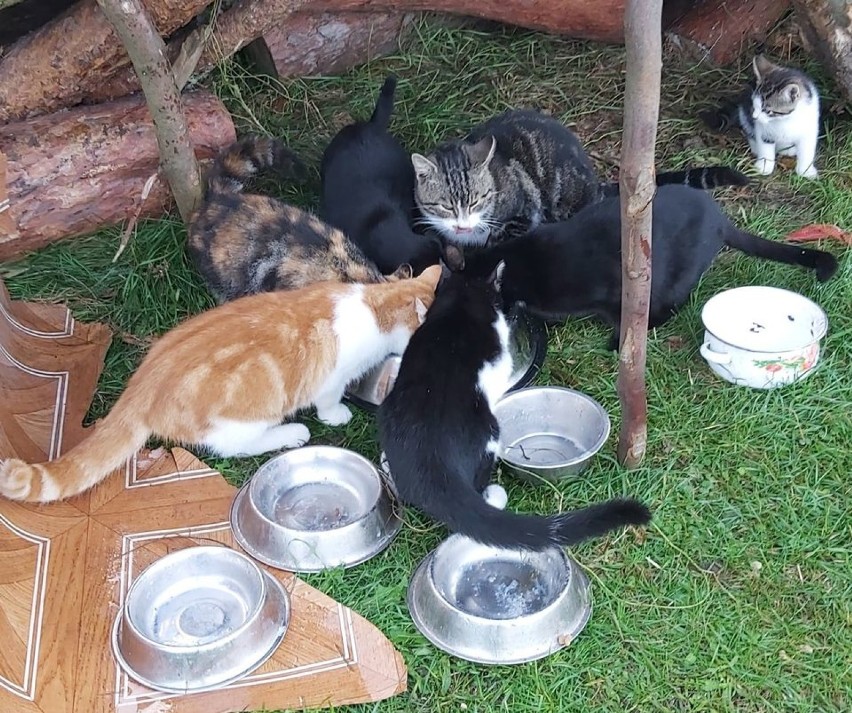 Kociaki w gminie Ryjewo