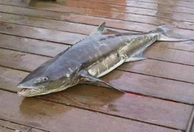 Cobia (zdjęcie ilustracyjne)