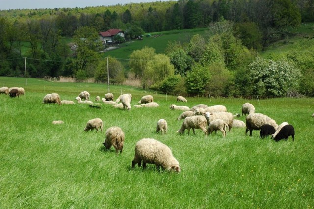 Po raz pierwszy owce wymiyszano w Górkach Wielkich,  w Bacówce na Buczu