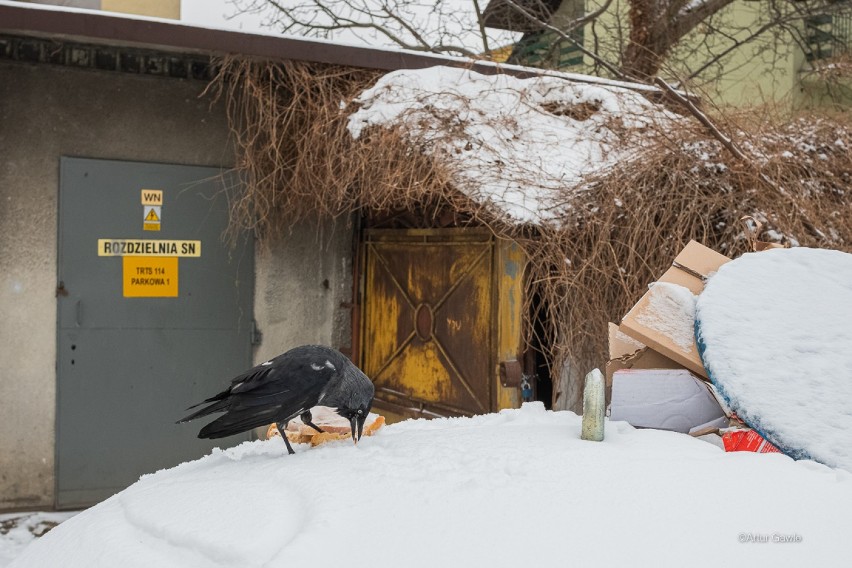 Tarnów. Śnieg i siarczyste mrozy doskwierają także skrzydlatym mieszkańcom Tarnowa. Ludzie starają się dokarmiać ptaki [ZDJĘCIA]