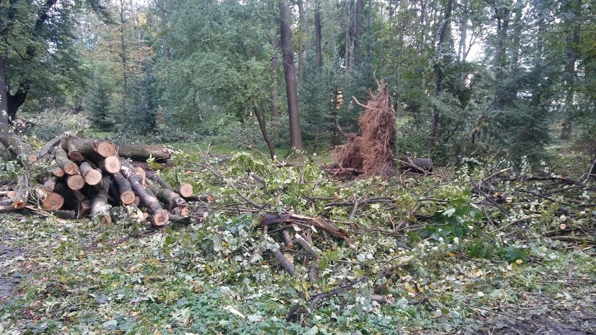 Drewno z Parku Habsburgów na sprzedaż