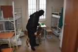 Bochnia-Nowy Wiśnicz. Narkotyki w wiśnickim więzieniu? Policyjny owczarek z Bochni sprawdza, czy ich tam nie ma [ZDJĘCIA]