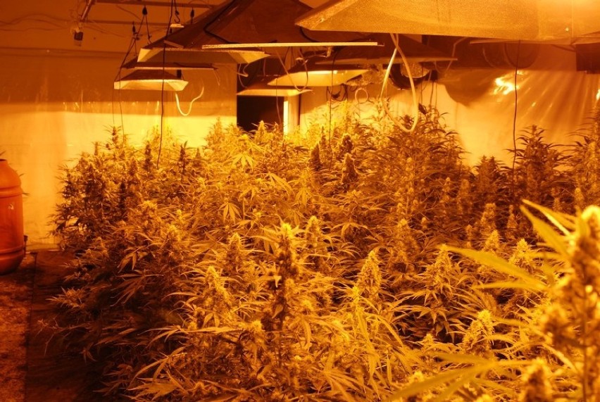 Nielegalna wytwórnia marihuany ukryta była w domku...