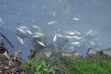 Park Sołacki: Śmierdzący, zanieczyszczony staw i śnięte ryby. Co się stało?