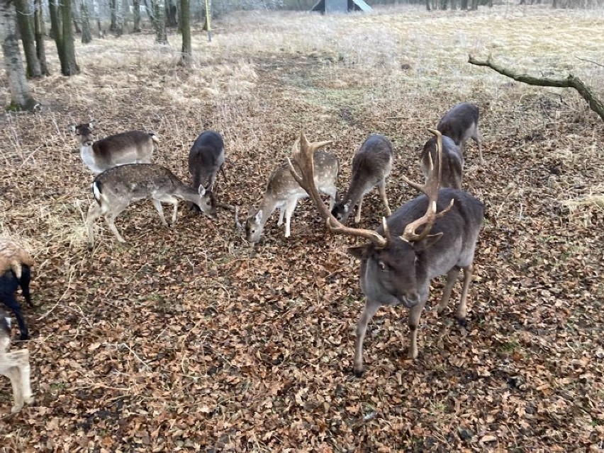 Ofiarą padł m.in. jelonek ze zdjęcia