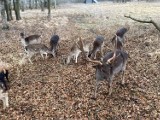 Rzeź danieli pod Oleśnicą. Wataha wilków rozszarpała stado danieli i kozę w Boguszycach. Właściciel obawia się kolejnego ataku