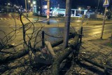 Wichura we Wrocławiu. Ponad 800 interwencji strażaków, powalone drzewa [WIDEO, ZDJĘCIA]