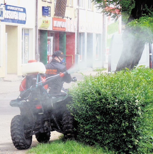 Odkomarzanie krzewów przy brzegu rzeki Radomki