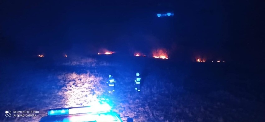 Kolejny pożar traw w gminie Radwanice. Strażacy gasili nieużytki koło Nowego Dworu