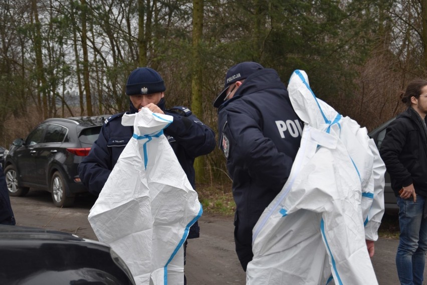 W Wielkopolsce odstrzelono już 35 tysięcy dzików. To jednak jeszcze nie koniec  