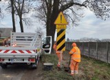 Powiat leszczyński. 800 drzew do wycinki na trasie Lipno – Osieczna – Dobramyśl. Do czasu remontu ograniczenie prędkości