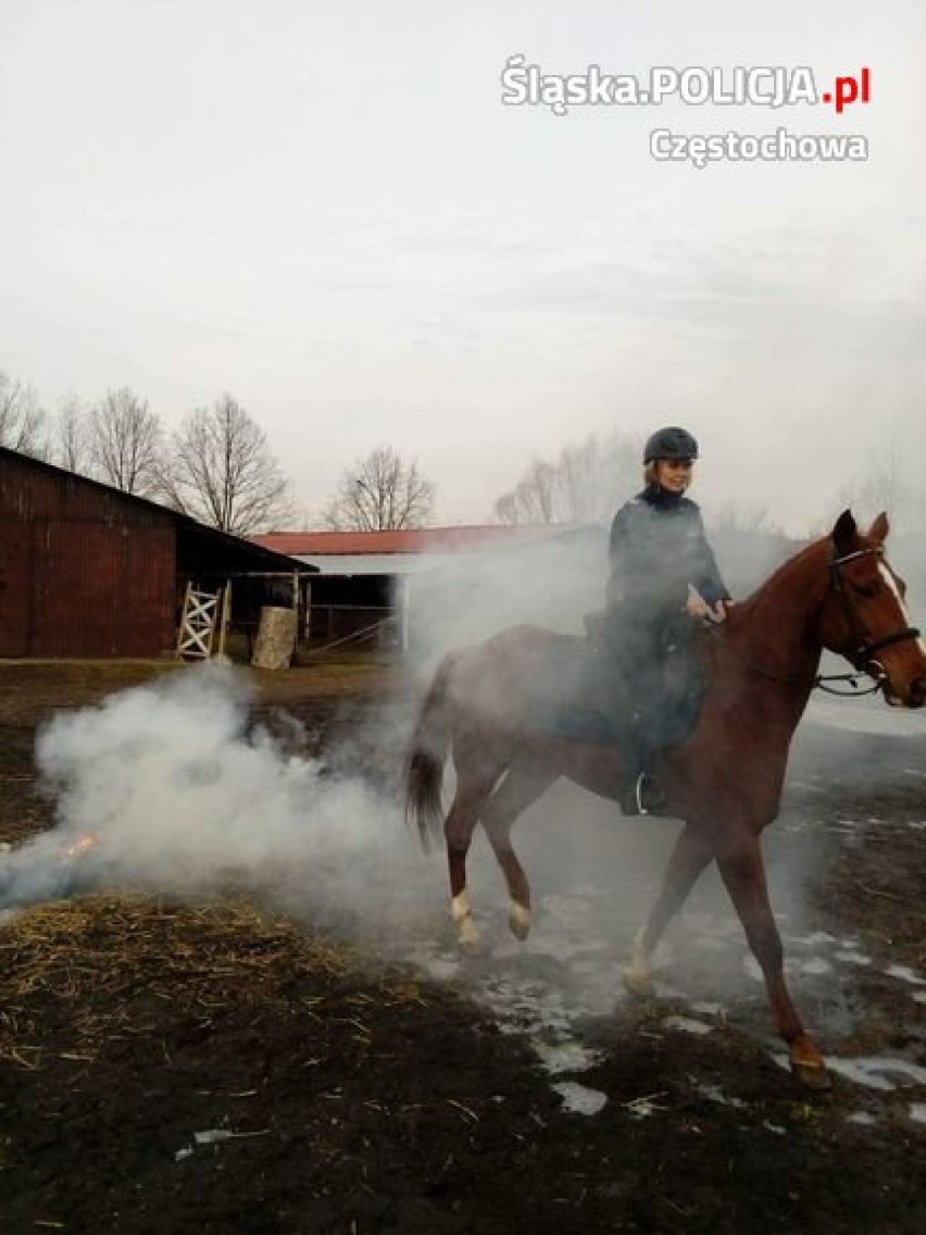 Konie częstochowskiej policji zdawały specjalny egzamin ZDJĘCIA