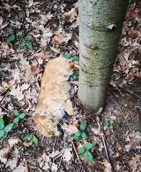 Martwy pies ze sznurkiem na szyi znaleziony w lesie w Krużlowej Wyżnej