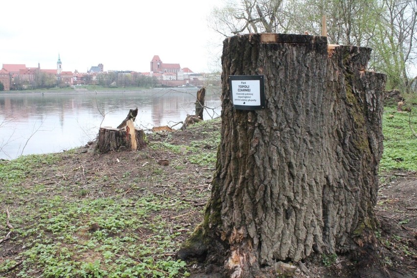 Wycinka drzew na Kępie Bazarowej budzi w Toruniu wielkie...