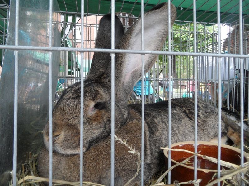 W Jaworznie odbyła się piąta wystawaa królików rasowych [ZOBACZ ZDJĘCIA I FILM]