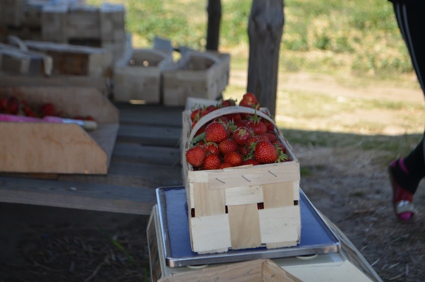 Głogów: Na polu koło Krzepowa trwa zbiór truskawek