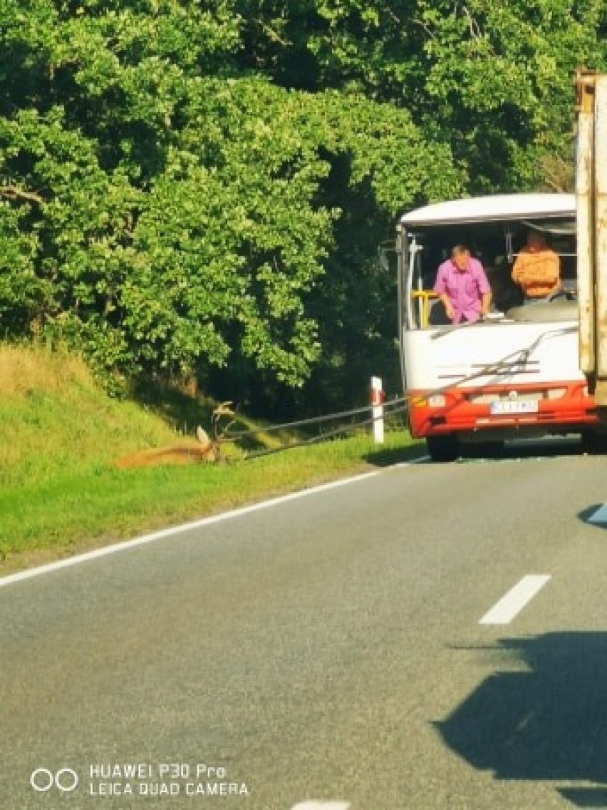 Wypadek na drodze Włocławek - Brześć Kujawski. Autobus wiozący uczniów uderzył w jelenia [zdjęcia]