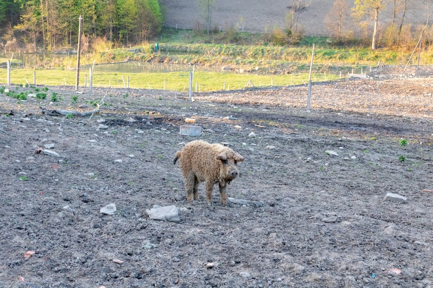 Skrzyżowanie świni i owcy? Nietypowe zwierzęta hoduje rolnik niedaleko Krempnej. Mięso z Mangalic jest zdrowsze niż tran! [FOTO]
