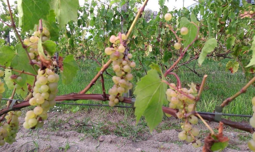 Zielonogórskie winogrona