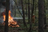 11 pożarów lasu w powiecie obornickim. Efekt suszy czy celowe działanie podpalaczy?