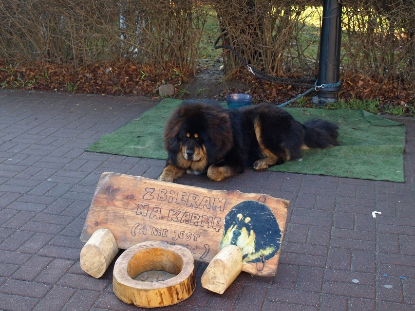 Ferie zimowe w Wiśle. Na wiślańskim deptaku można było...