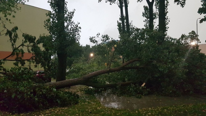 Burza w Łodzi. Powalone drzewa i zalane ulice [ZDJĘCIA]