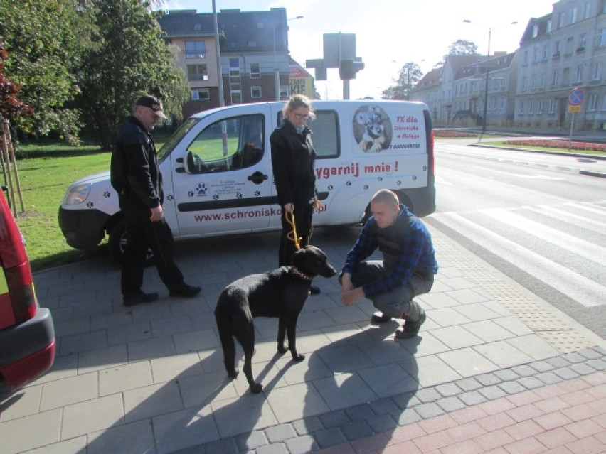 Strażnicy miejscy z Elbląga pomogli dla psa