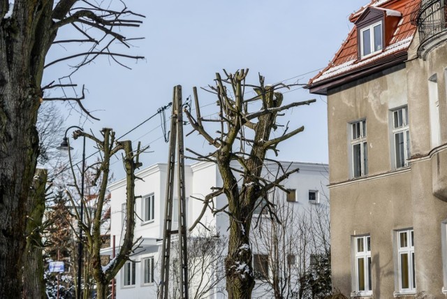 Ogłowione drzewa na ulicy Liczmańskiego w Gdańsku Oliwie