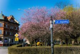 Różowe Podwale w Żarach. W parku już kwitną śliwy wiśniowe, w końcu mamy wiosnę!
