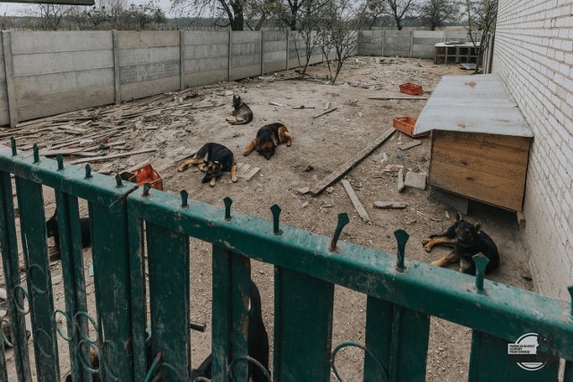 Zdjęcia z interwencji wolontariuszy Fundacji Na Rzecz Ochrony Praw Zwierząt EX LEGE w hodowli psów ras użytkowych (1 maja b.r.)