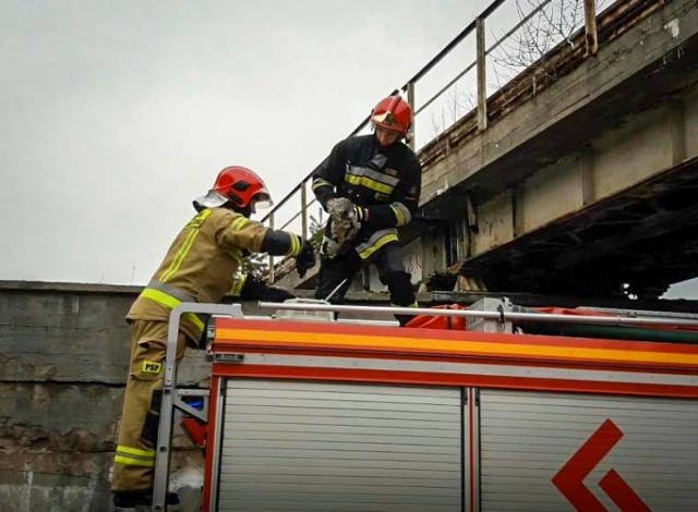Strażacy w ratowaniu zwierzęcia skorzystali z dachu wozu pożarniczego