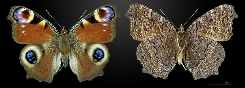 To jeden z najpiękniejszych i najbardziej znanych motyli w...