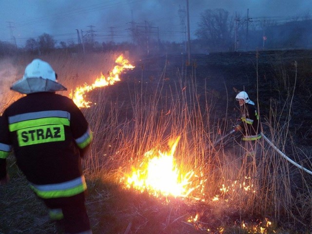 PSP Konin i OSP Gosławice - walczyli z podpaloną trzciną