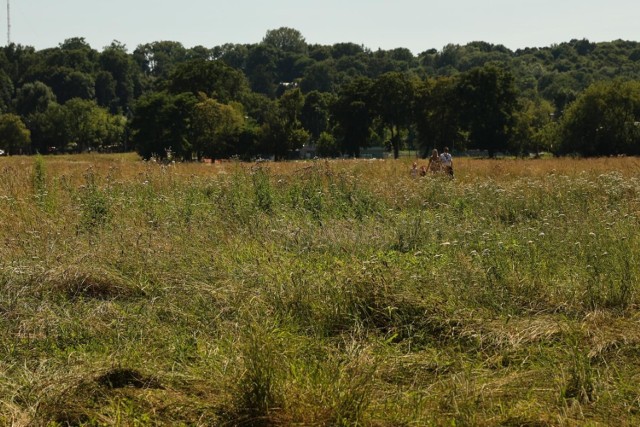 Błonia w Krakowie. Wysoka trawa pomaga zachować więcej wody na łące, co jest ważne w czasie upałów. Zwiększa też bioróżnorodność.