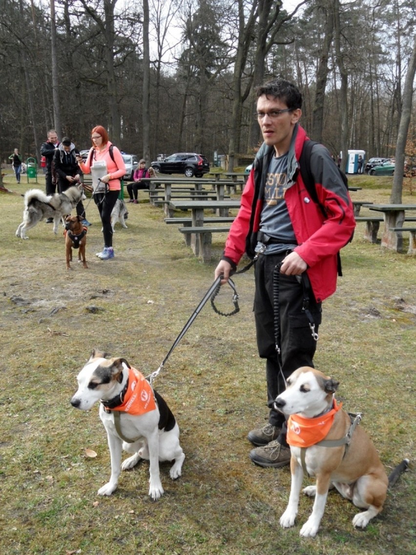 Lubliniec: Puchar Polski w Dogtrekkingu 2015