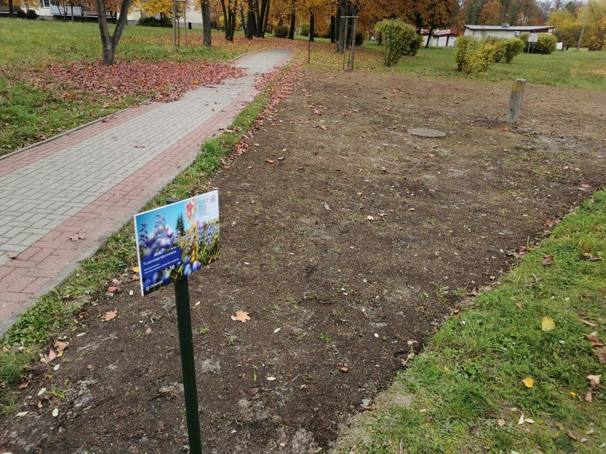 Łąki kwiatowe powstały w Chrzanowie. Na efekty trzeba będzie poczekać do wiosny [ZDJĘCIA] 