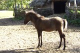 Weterynarze chcą strajkować. Przestaną badać zwierzęta