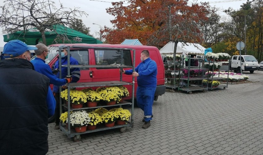 Chryzantemy przy cmentarzu na Półwsi się nie zmarnują? W...