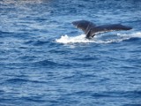 Jak wygląda bliskie spotkanie z wielorybem? Próbuje tego coraz więcej śmiałków (wideo)