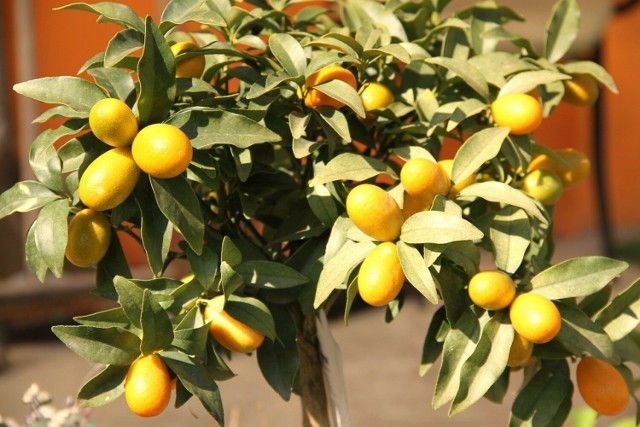 Owoce kumkwatu przypominają mandarynki, ale mają wydłużony kształt. Można je mieć nawet z rośliny uprawianej w doniczce.