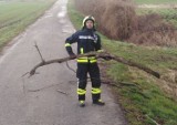 Wezwali strażaków z OSP do powalonego drzewa. Na drodze leżała... gałąź